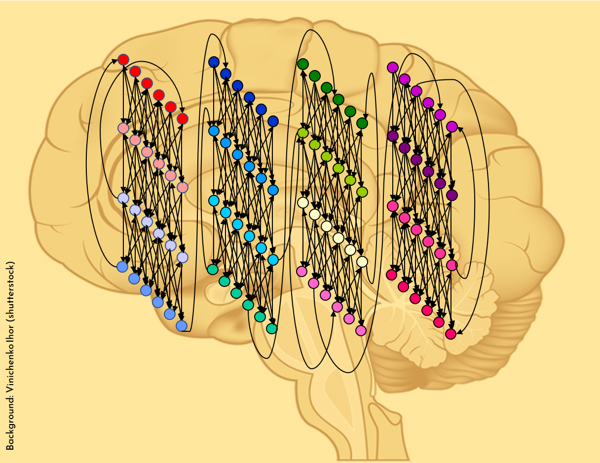 A blueprint for brains